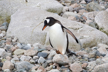 Gentoo peguin