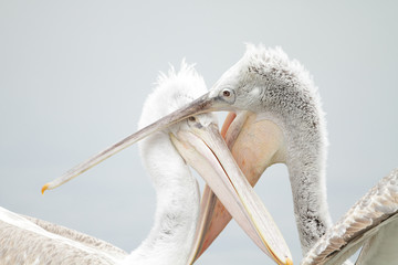 Dalmatian Pelican