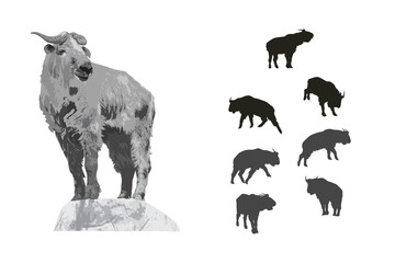 Illustration And Silhouette Set Of Takin