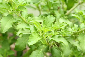 Holy basil