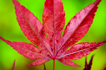 Japanese maple leaf close up