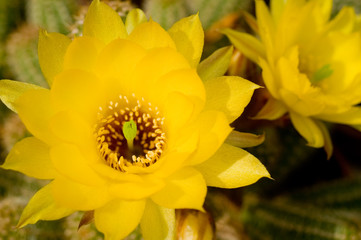 Yellow flower cactus
