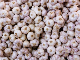 Many heads of white and purple garlic for background © luckypic
