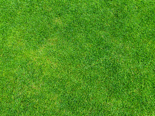 Green grass texture from golf course for background