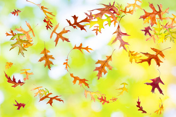 Colorful autumn oak leaves background