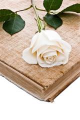 White rose on a vintage book