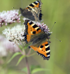 Kleiner Fuchs, Aglais urticae, Wasserdost,