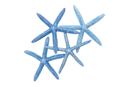 Five blue starfish isolated on a white background
