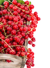 Isolated red Berries