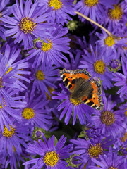 tortoiseshell butterfly