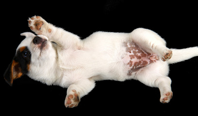 Jack russell puppy