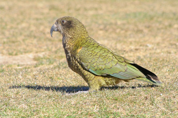 Kea - endemit z Nowej Zelandii © Rochu_2008
