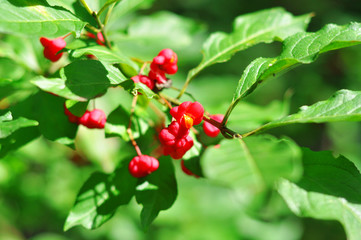 Fototapeta premium red berries