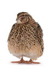 Japanese quail