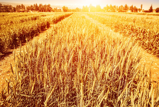 Wheat field in autumn © Anna Om
