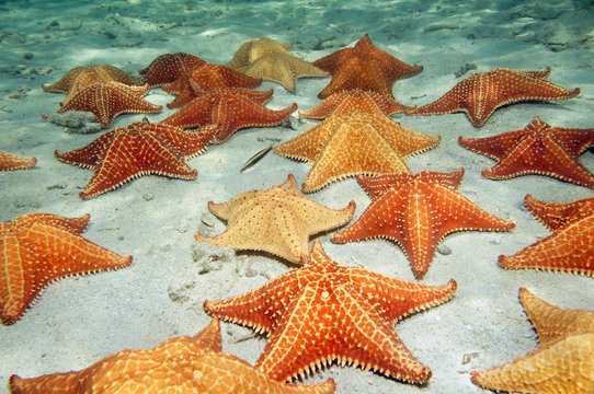 Sea stars on sandy ocean floor
