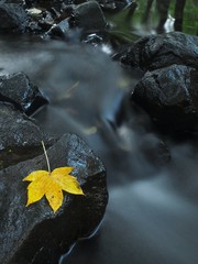 Colorful leaf of maple tree, autumn colors in mountain stream
