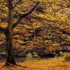 Colorful autumn river bank at rapid stream, under old beeches