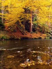 Autumn landscape, colorful leaves on trees, morning at river