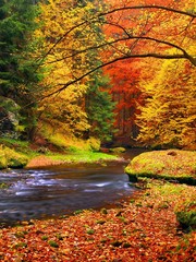 Autumn landscape, colorful leaves on trees, morning at river.