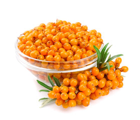 Sea buckthorn
