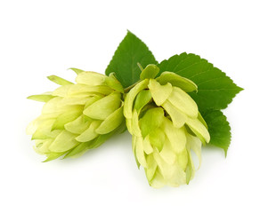 Blossoming hop with leaves