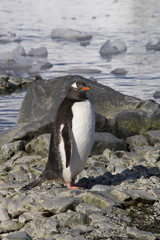 Naklejka premium Gentoo penguin