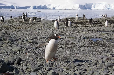 Fototapete Rund Penguin colony © gn13