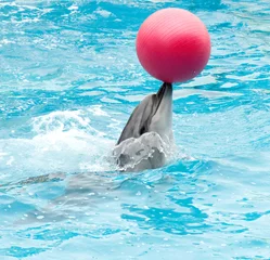 Zelfklevend Fotobehang Dolfijn met rode bal uitvoeren © Forewer