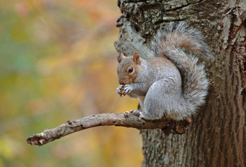 Grey Squirrel in Autum Background - 55936725