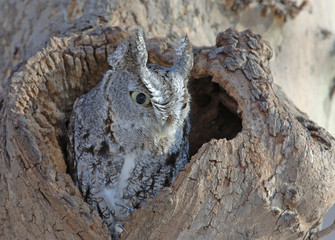 Screech Owl, Grey Phase