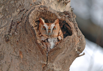 Screech Owl, Red Phase