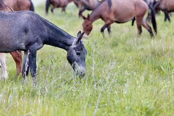 horses and donkie grazing in a meadow grass