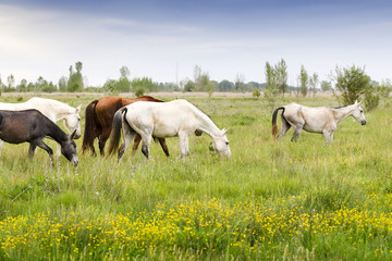 Obraz na płótnie Canvas horses grazing in a meadow grass
