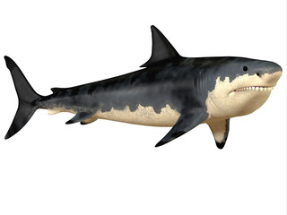Megalodon Big Tooth