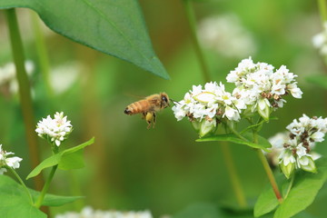 ミツバチとソバの花