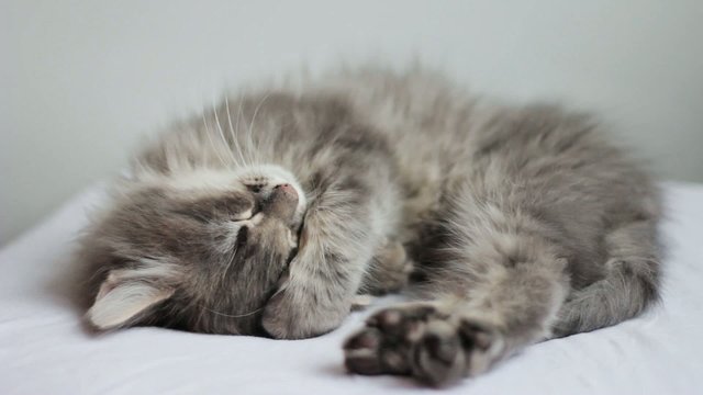 Stretching sleepy kitten