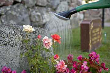 Obraz premium watering flowers on grave