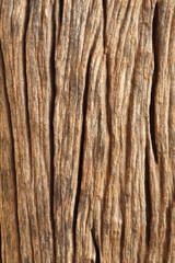 tree bark background texture
