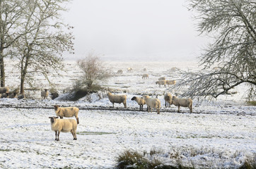 Winter Ewes