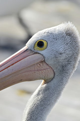 Head close up of pelican, Kangaroo Island, South Australia