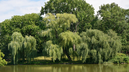Weeping willow tree in Central park © kalichka
