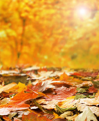 Beautiful sunny autumn background with fallen leaves