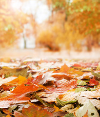 A beautiful autumn background with colorful fallen leaves