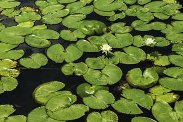 Lily Pads