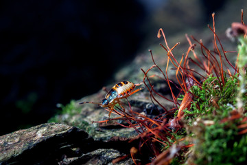 small beetle - macro photos of moss