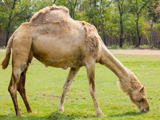 Camel eating grass in field