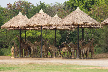 Fototapeta na wymiar Large herd of giraffe in zoo