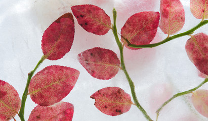Fototapeta premium icy plants