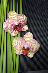 beautiful two orchid and green plant on mat